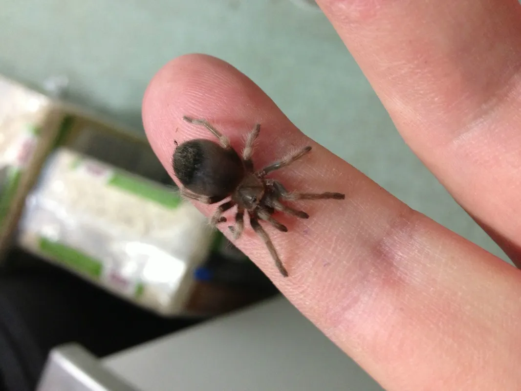 22674 baby red knee tarantula appearance
