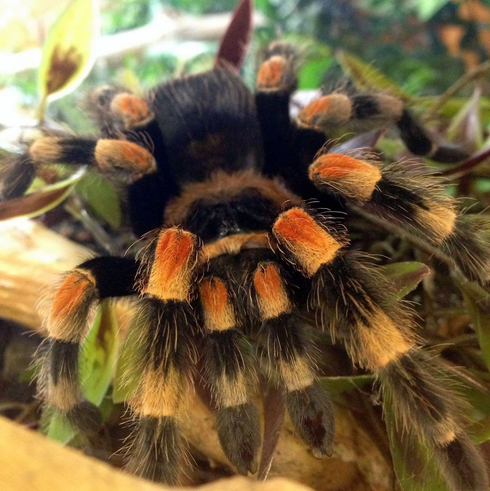 /img/22674-baby-tarantula-enclosure.webp