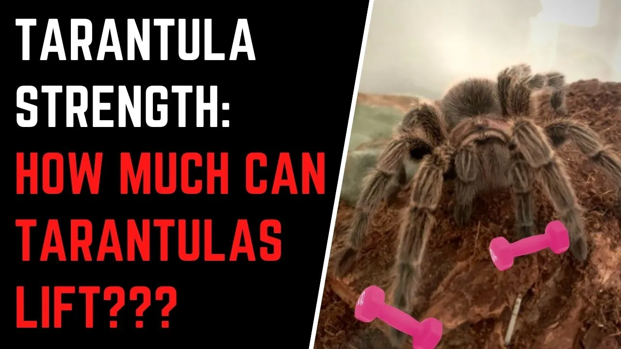 22675 tarantula weight species