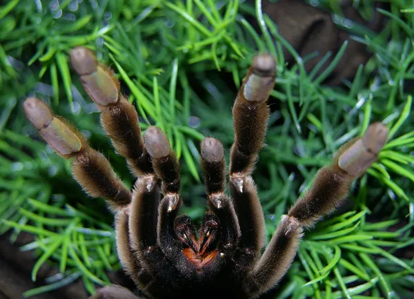 22681 tarantula bite symptoms