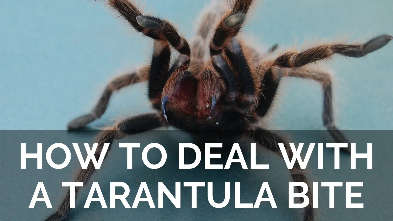 22681 tarantula bite treatment