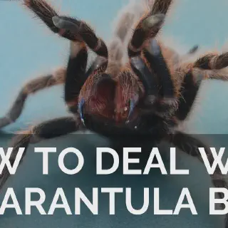 /img/22681-tarantula-handling.webp