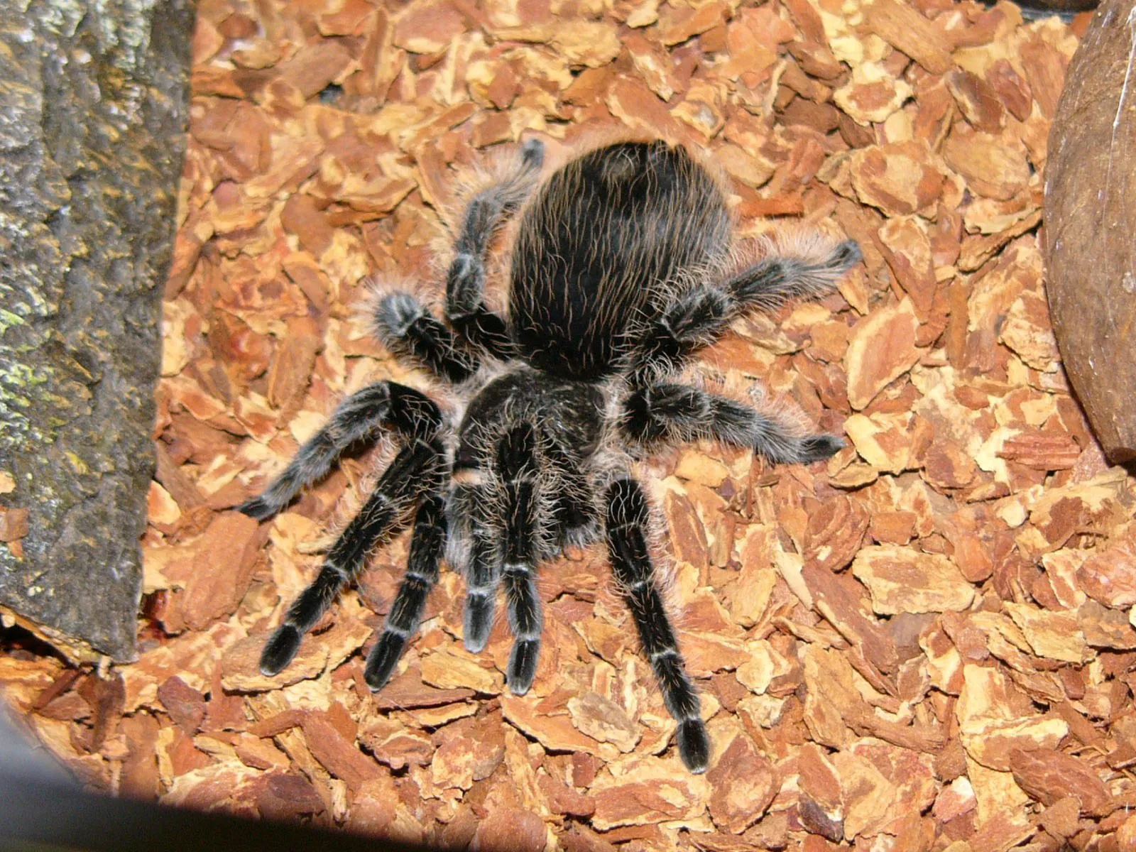 22685 curly hair tarantula handling