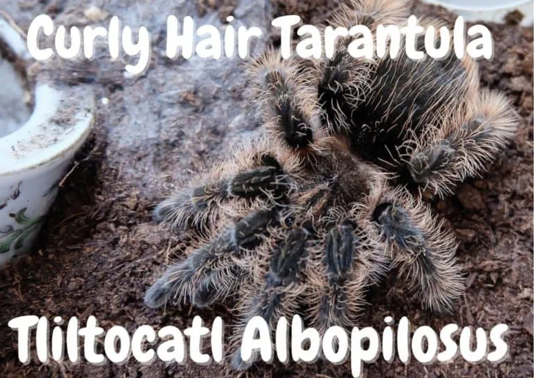 22685 tarantula health