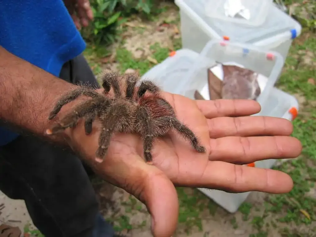 22687 amazon pinktoe tarantula