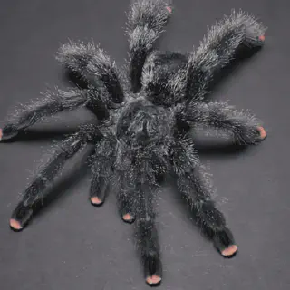 /img/22687-antilles-pinktoe-tarantula.webp