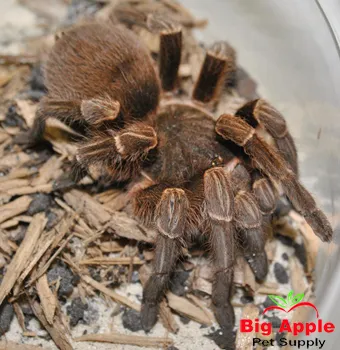 /img/22688-bolivian-white-leg-tarantula-breeding.webp