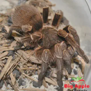 /img/22688-bolivian-white-leg-tarantula-breeding.webp