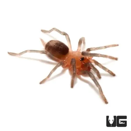 22688 bolivian white leg tarantula feeding