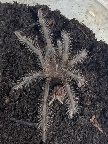 22688 bolivian white leg tarantula habitat