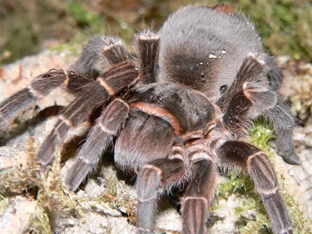 22688 bolivian white leg tarantula handling