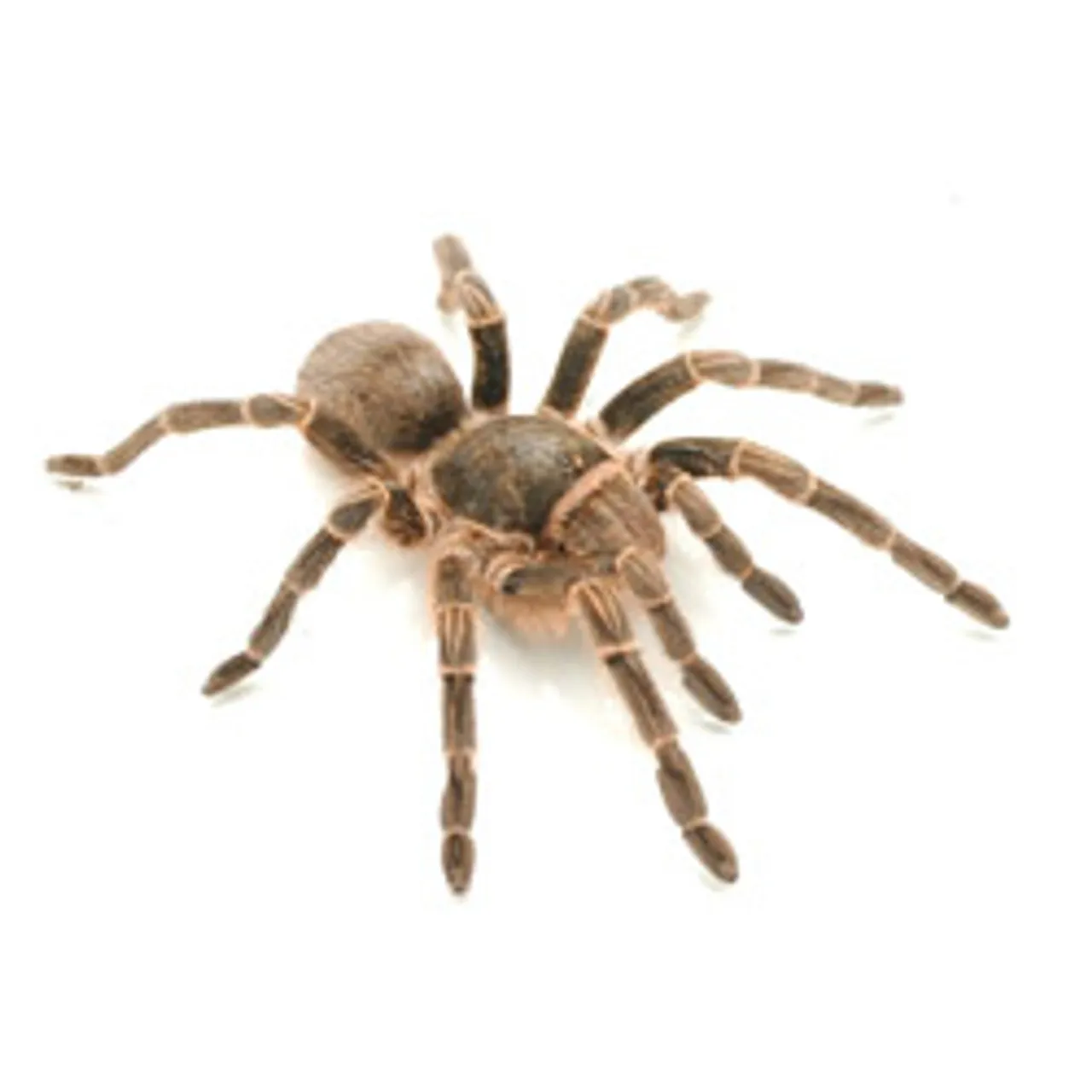 22688 bolivian white leg tarantula image 1