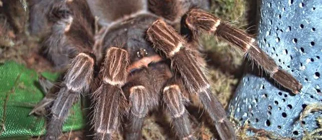 22688 bolivian white leg tarantula molting