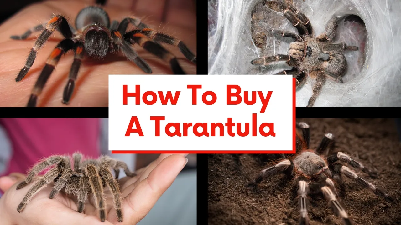 22691 tarantula cost considerations
