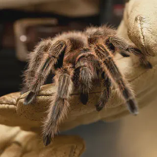 /img/22691-tarantula-handling.webp