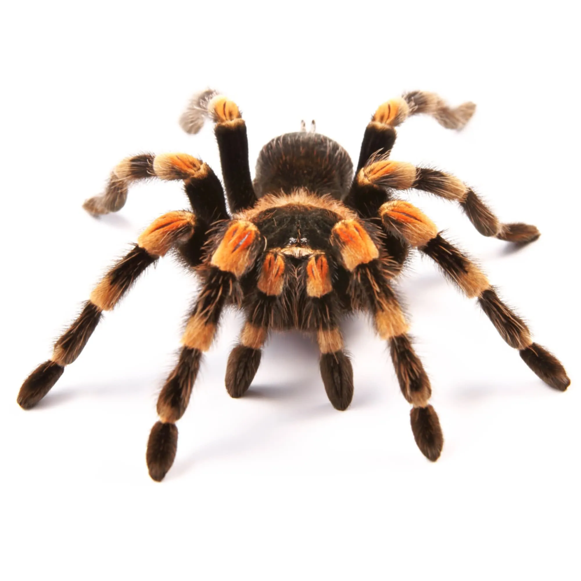 22691 tarantula species research