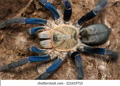 22693 cobalt blue tarantula bite