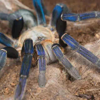 /img/22693-cobalt-blue-tarantula-care.webp