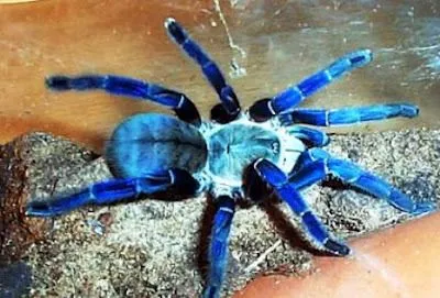 22693 cobalt blue tarantula habitat
