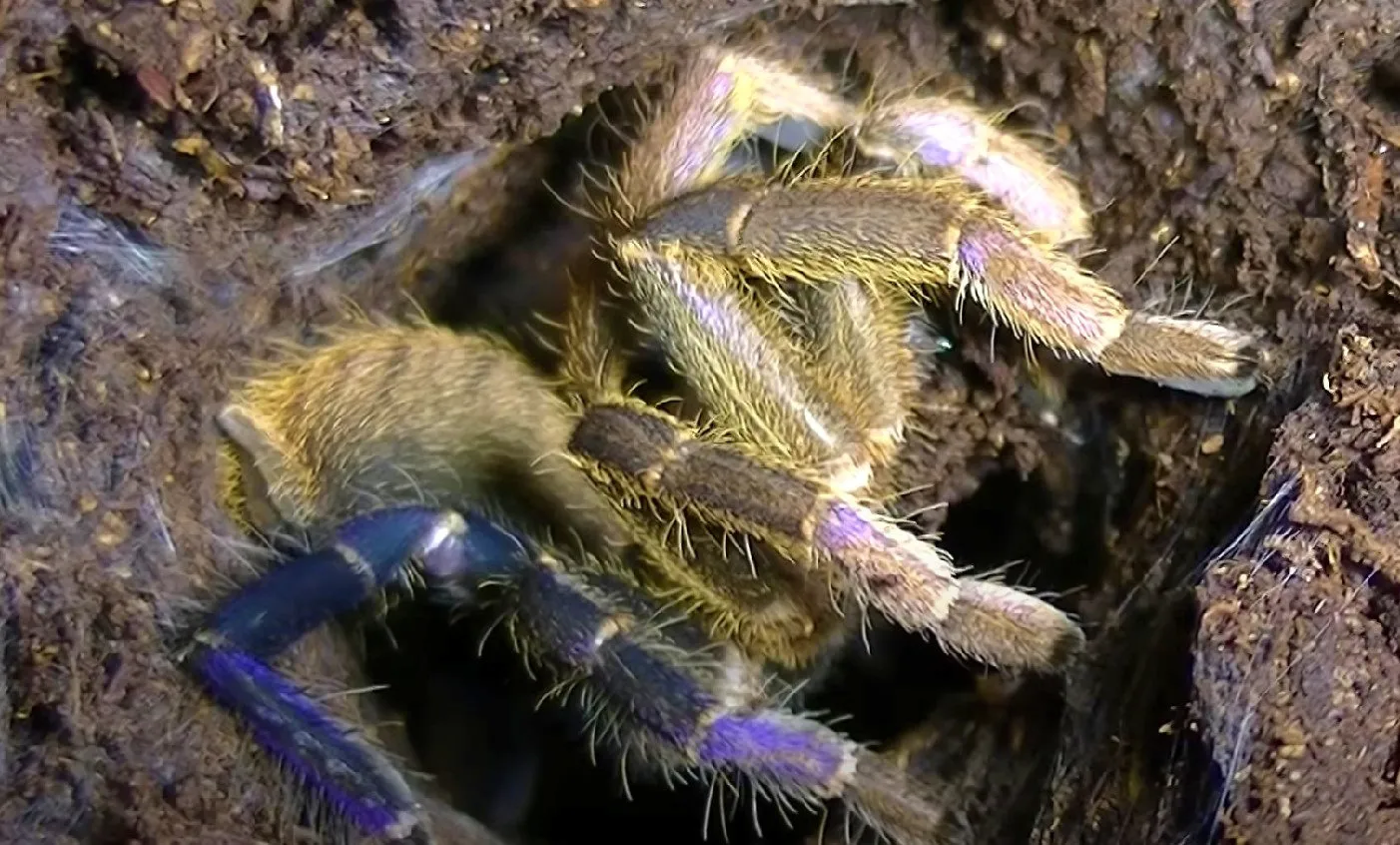 22693 cobalt blue tarantula handling
