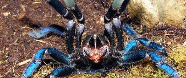 22693 cobalt blue tarantula venom