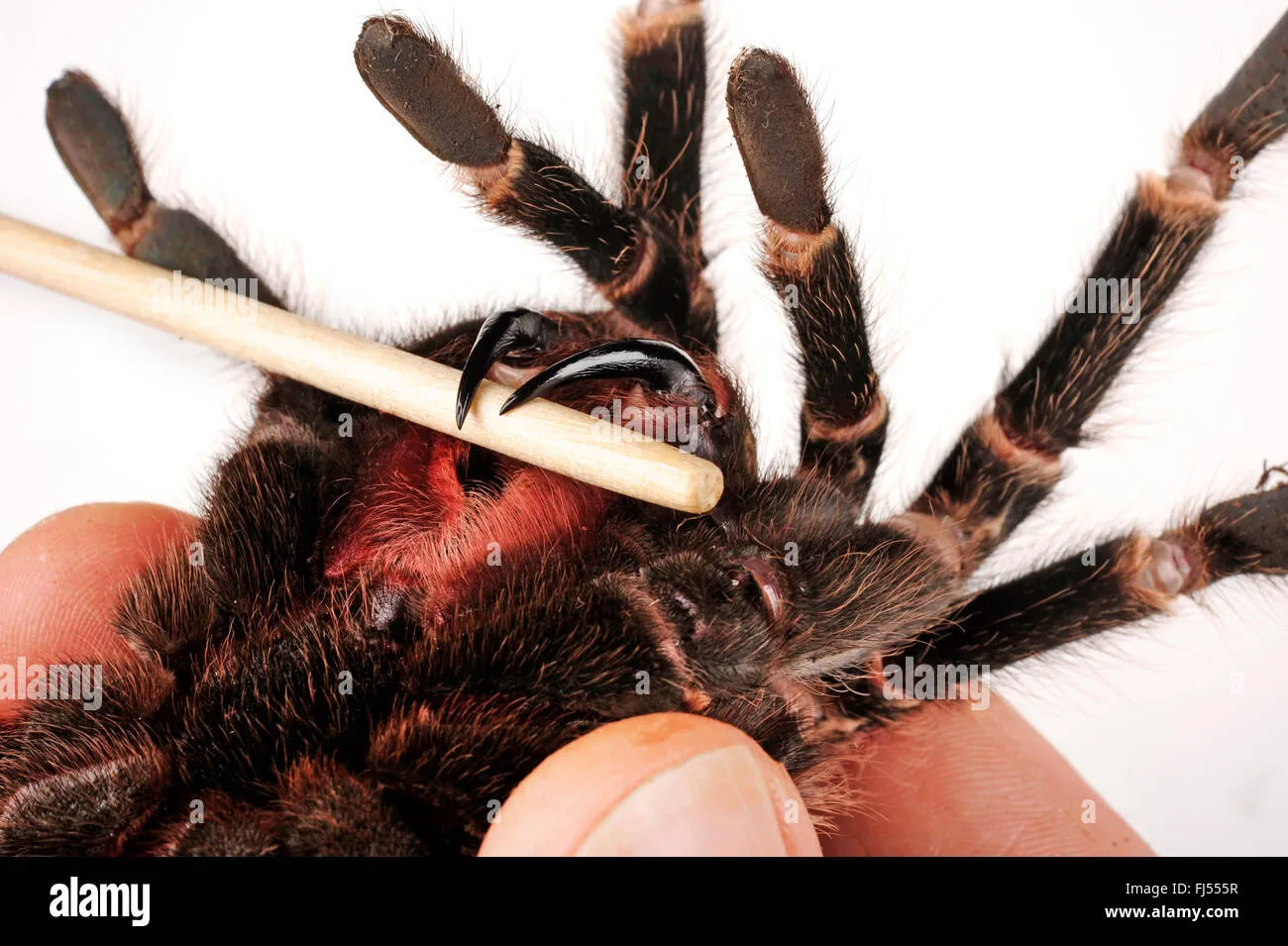 /img/22694-pink-salmon-tarantula-breeding.webp