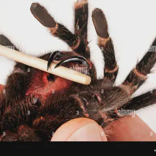 /img/22694-pink-salmon-tarantula-breeding.webp