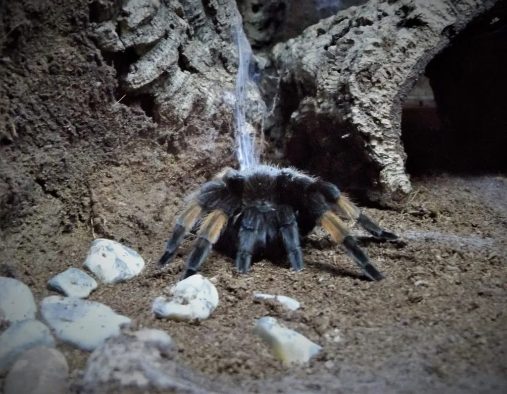 22694 pink salmon tarantula feeding
