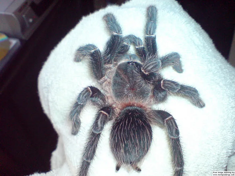 22694 pink salmon tarantula habitat