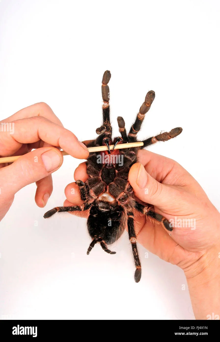 22694 pink salmon tarantula molting