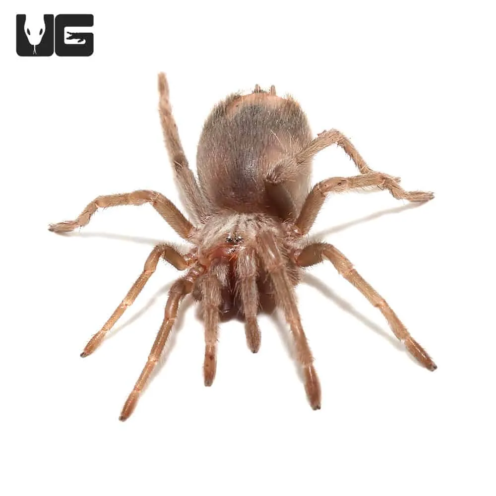 22694 pink salmon tarantula overview