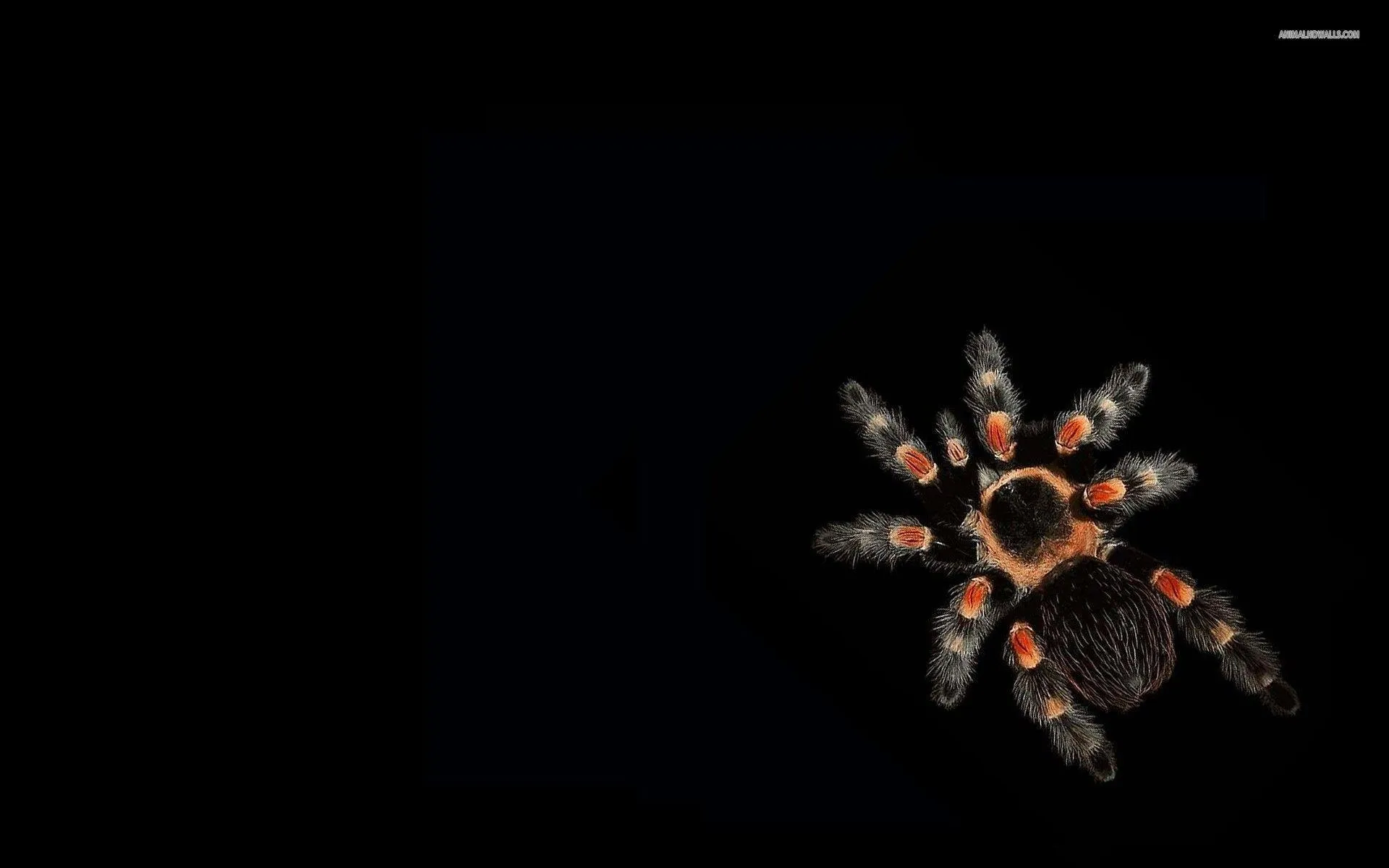 22695 tarantula in habitat