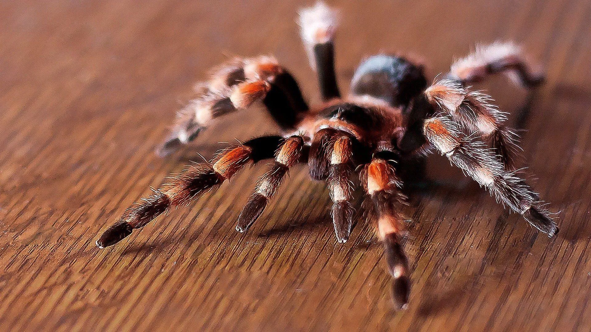 22695 tarantula molting