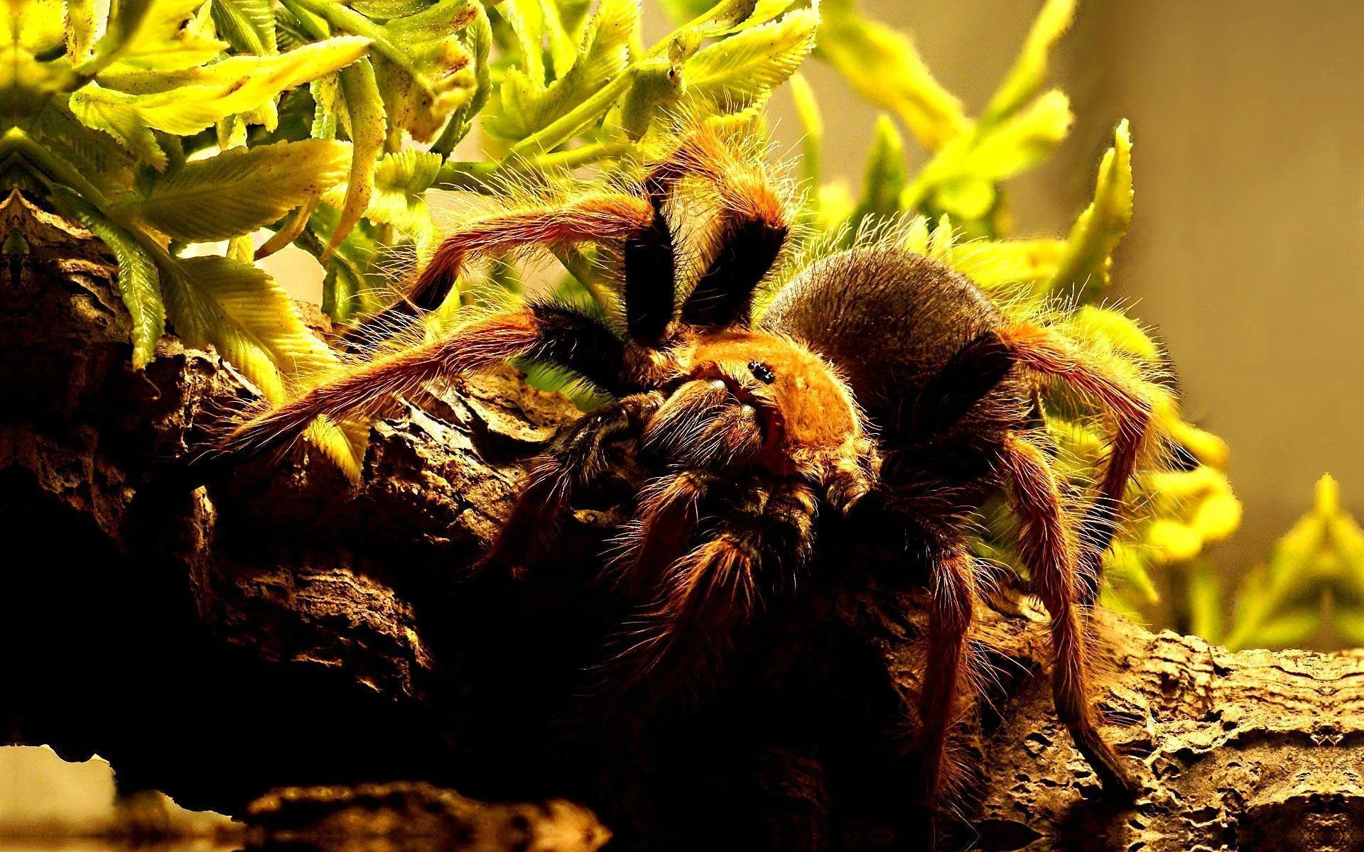 /img/22695-tarantula-print.webp