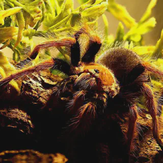 /img/22695-tarantula-print.webp