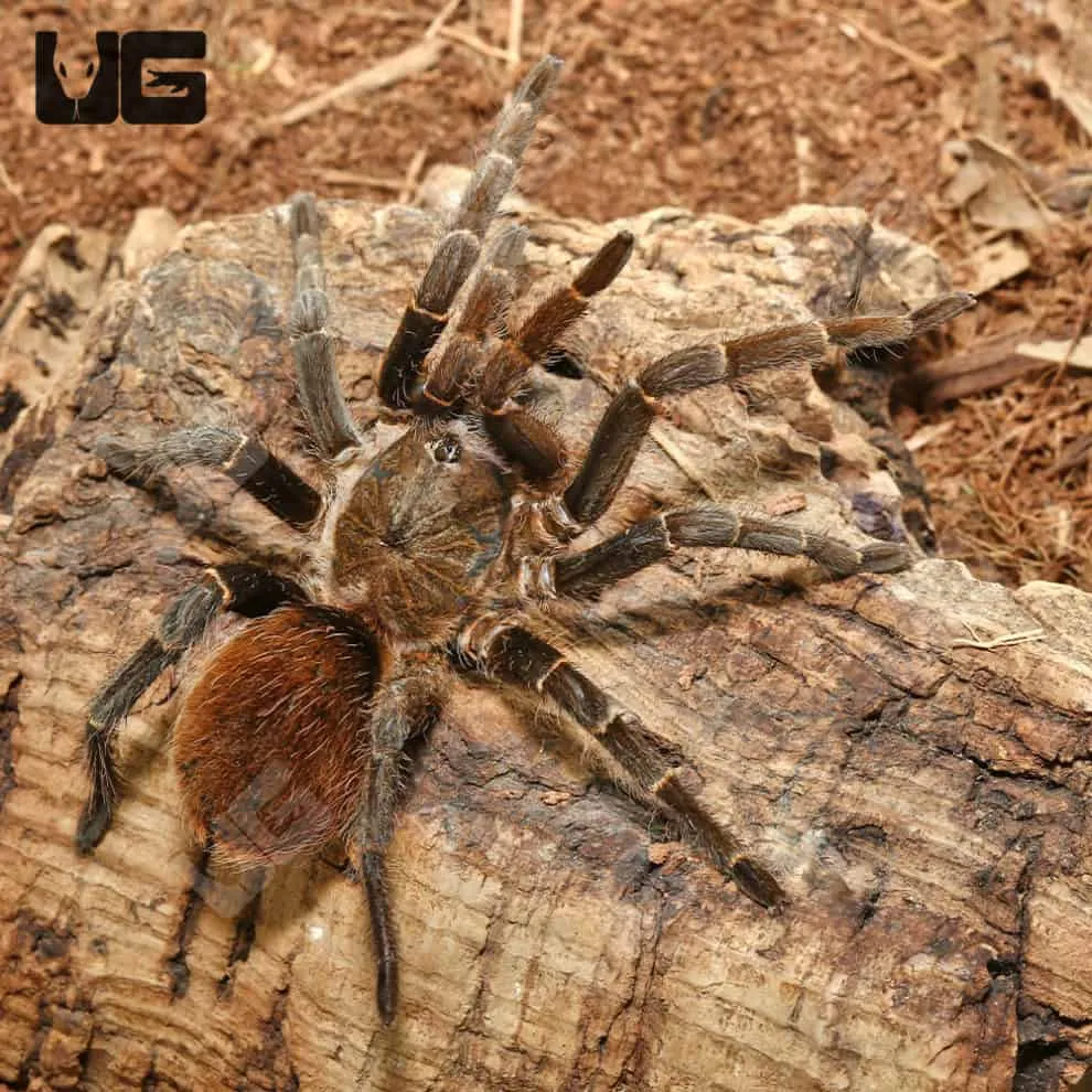 22701 bird hunting location habitat