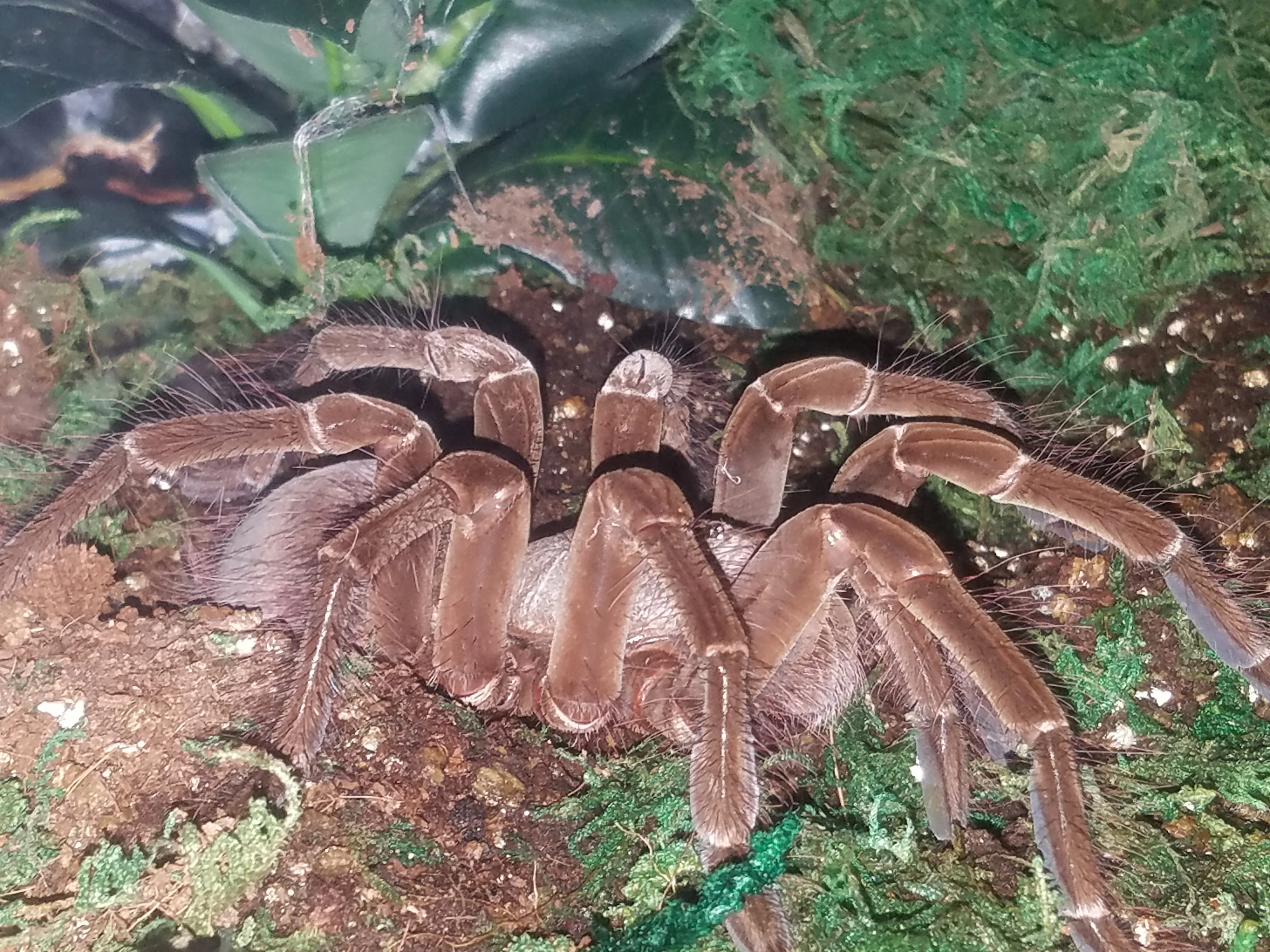 22703 goliath birdeater tarantula terrarium 1