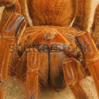 /img/22703-goliath-birdeater-terrarium-cleaning.webp
