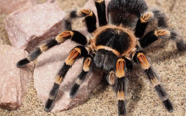 22705 tarantula behavior