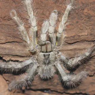 /img/22705-tarantula-recovery.webp