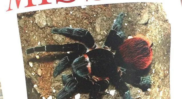 22707 spiderling development