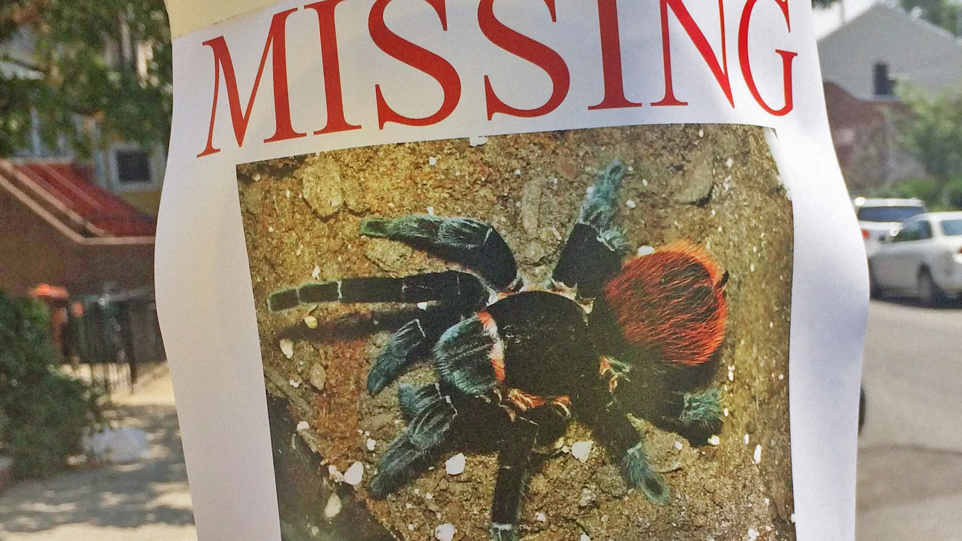 22707 tarantula eggsac