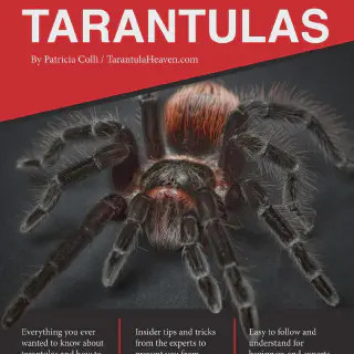 /img/22707-tarantula-habitat.webp