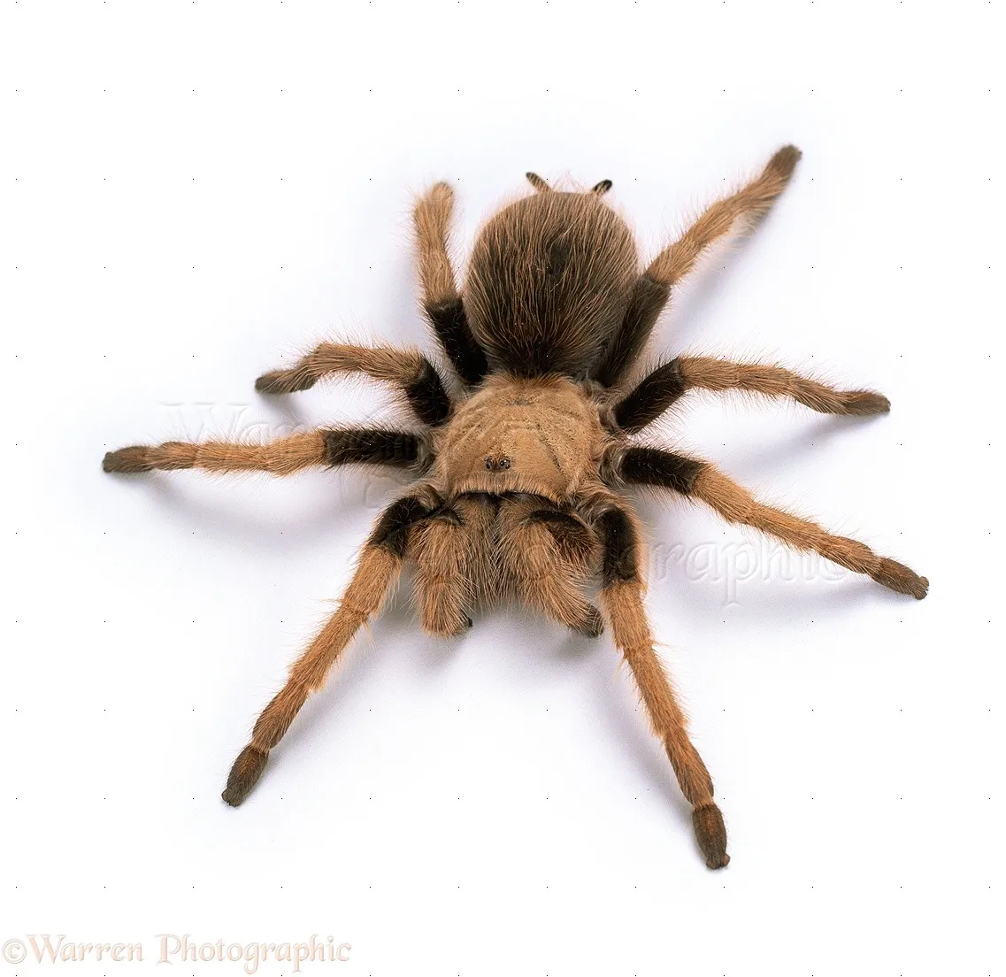 22708 mexican brown tarantula enclosure