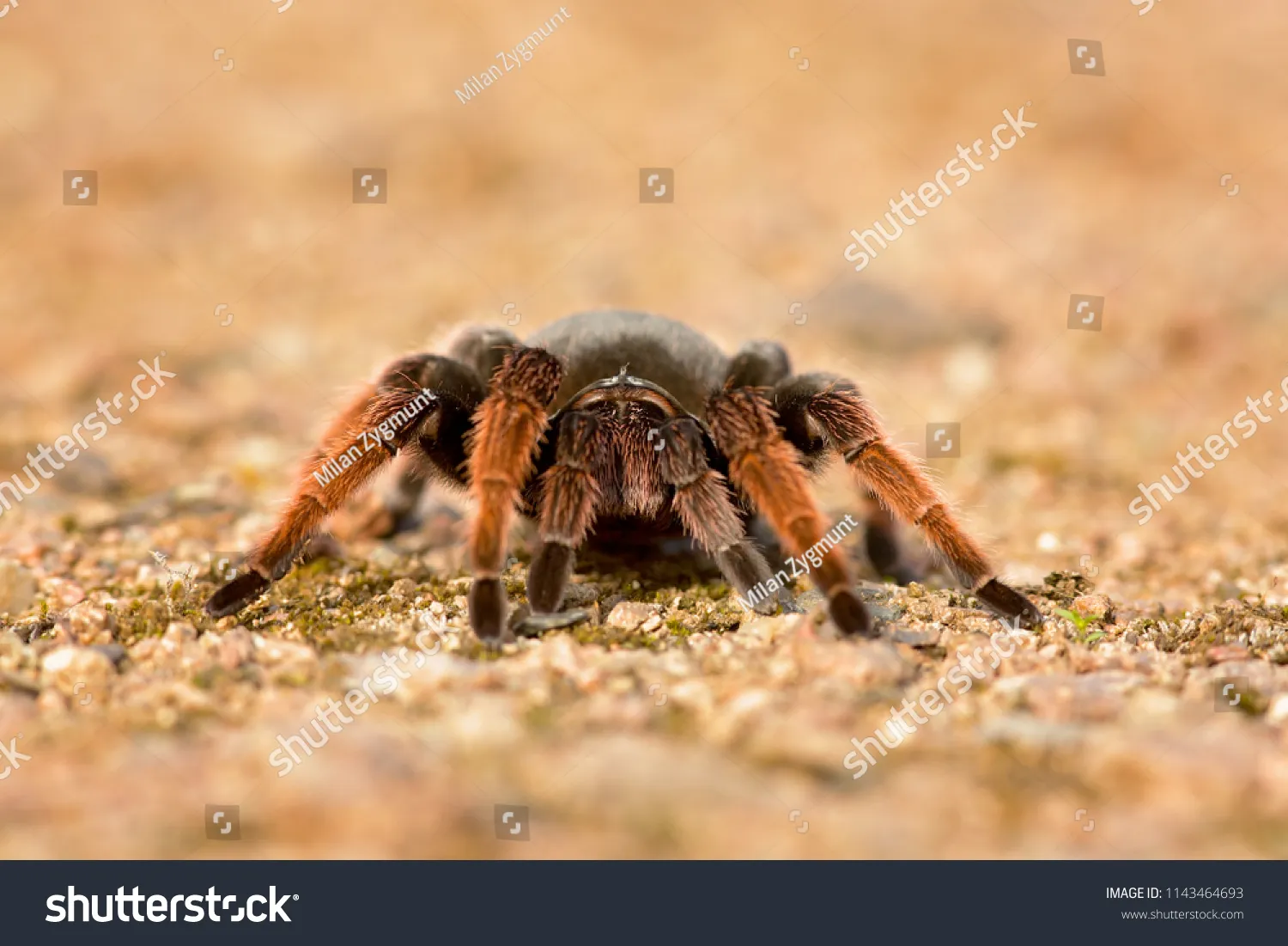 /img/22708-mexican-brown-tarantula-mating.webp