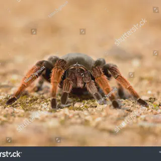 /img/22708-mexican-brown-tarantula-mating.webp