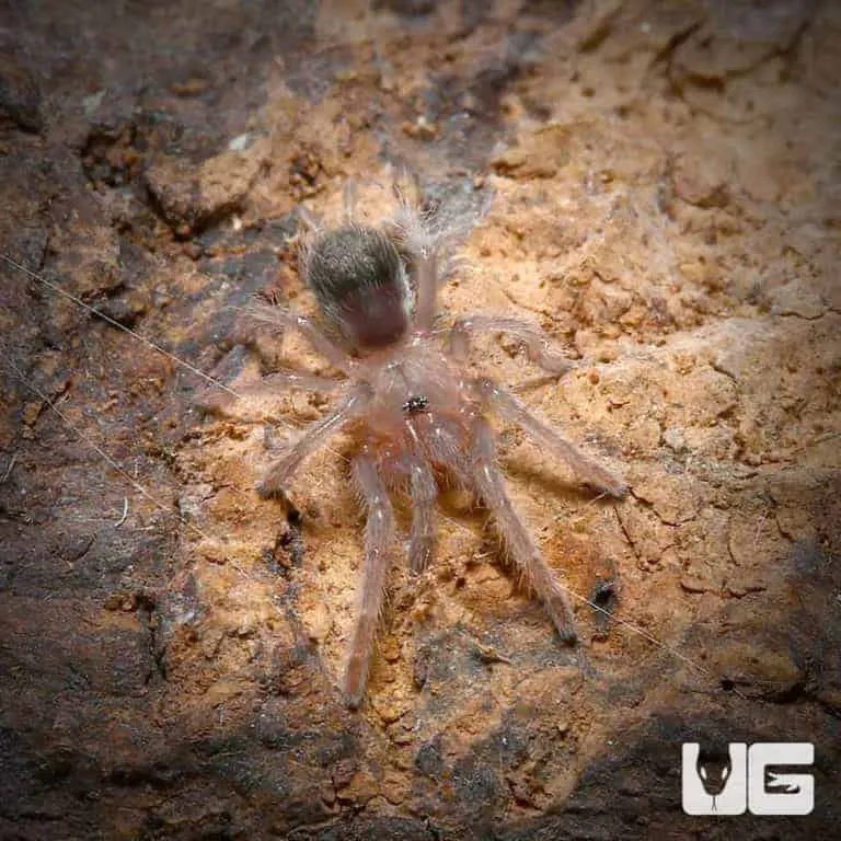 22708 mexican brown tarantula overview