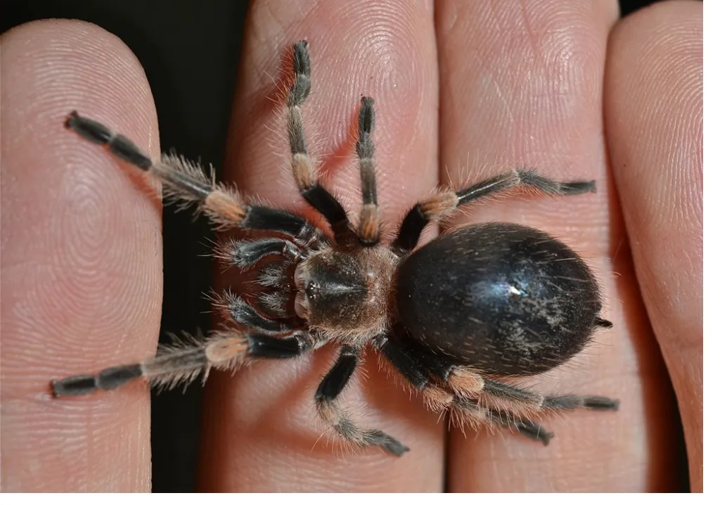 22709 tarantula abdomen