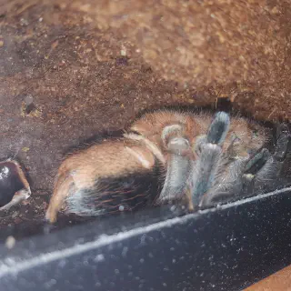 /img/22709-tarantula-humidity.webp