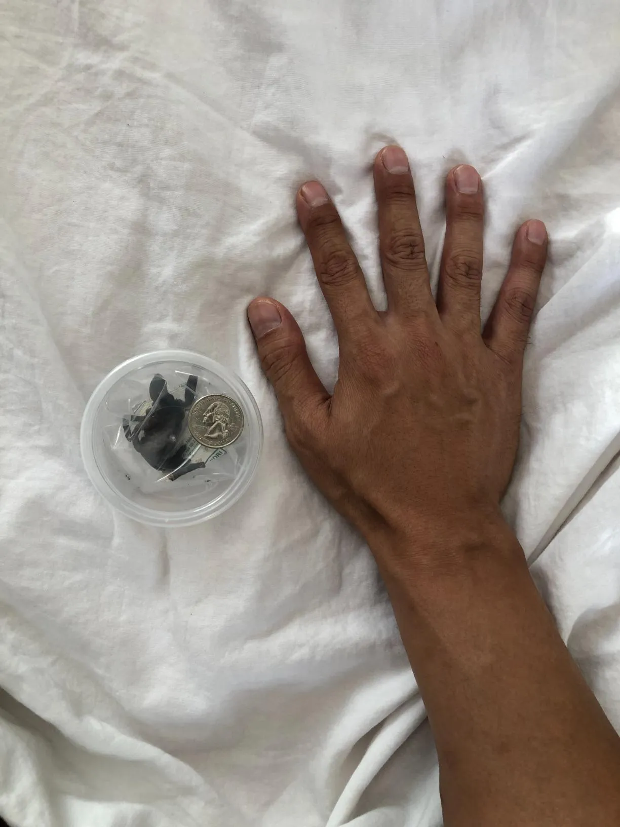 22709 tarantula water dish